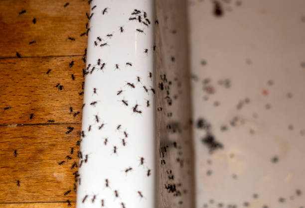 Best Best Pest Control Companies  in Wellsboro, PA